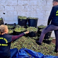 Detectados varios robos y fraudes en la campaña de la aceituna en Badajoz