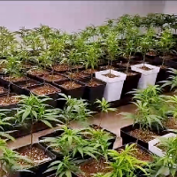 Guardia Civil desmantela una plantación de marihuana en una vivienda extremeña