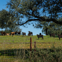 Piden derogar la ley que blinda la tauromaquia en España