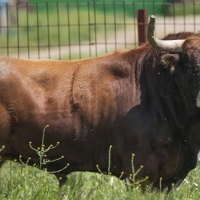 La Junta impulsa la creación del Consejo del Toro de Extremadura