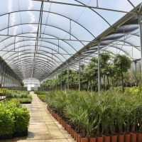 Campaña anual de suministro de plantas para zonas verdes municipales