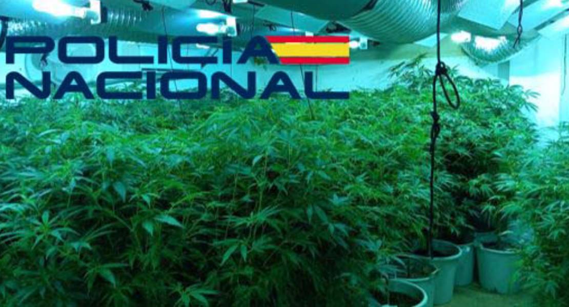 Intervenidos casi 4 kilos de marihuana en una plantación en Badajoz