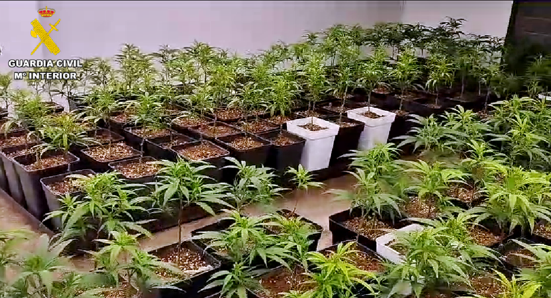 Guardia Civil desmantela una plantación de marihuana en una vivienda de Orellana de la Sierra