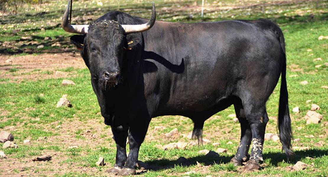 Llaman “frikada” a la Mesa del Toro que pretende crear la Junta