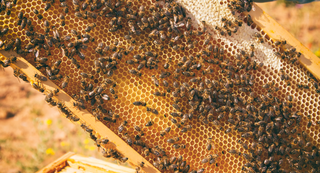 Pinofranqueado contará con un centro de formación y divulgación de la apicultura