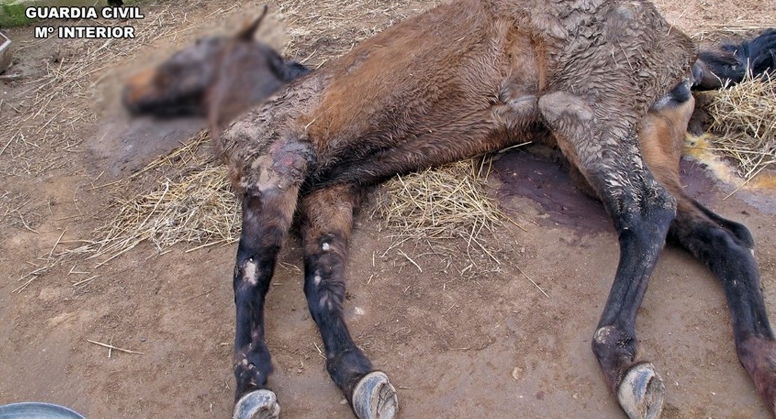 Deja a una yegua abandonada sufriendo una larga agonía en una parcela de Llerena