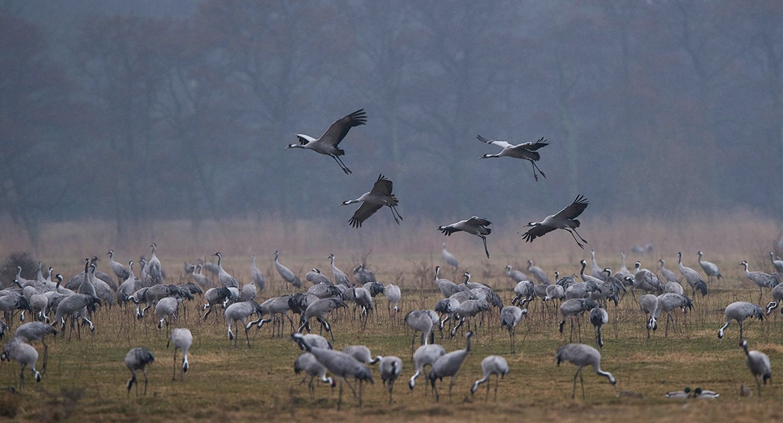 Extremadura es el paraíso de las grullas en el sur de Europa