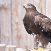 Multas de miles de euros por envenenar un Águila Imperial en Extremadura