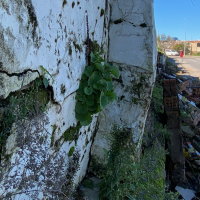 "El Ayto. de Badajoz nunca quiso reparar el muro derrumbado en las 800"