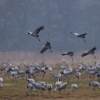 Extremadura es el paraíso de las grullas en el sur de Europa