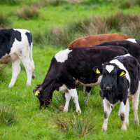 Estos son los retos del sector agroganadero para el 2024