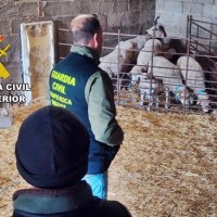 Investigan a un vecino de Alburquerque por robar ganado de una explotación ganadera