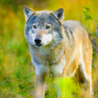 Piden al Gobierno que se posicione ante la propuesta de Europa de rebajar la protección del lobo