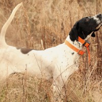 Abierto el plazo de inscripción para el Campeonato de Extremadura de Perros de Muestra