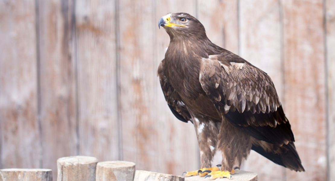 Envenenar a un Águila Imperial en Extremadura conlleva una multa superior a 90.000€