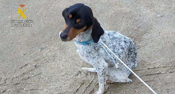Investigado tras abandonar a un perro junto a unos contenedores en Jarandilla de la Vera (CC)