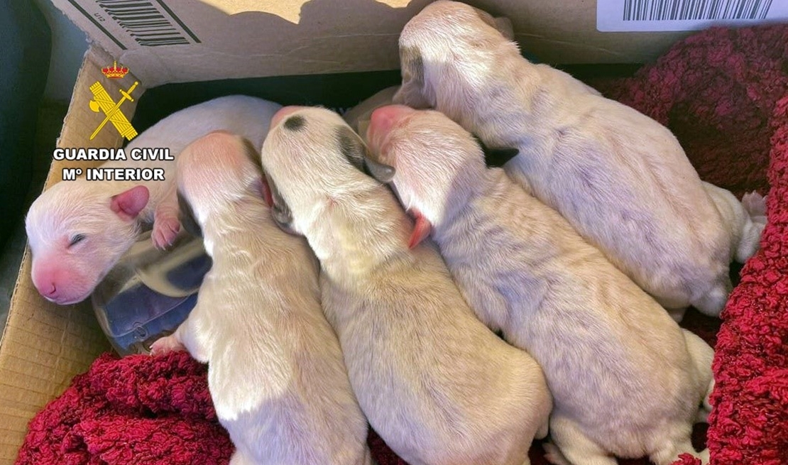 Una mujer tira una camada de cachorros a la basura en Zafra