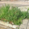 Vecinos de San Lázaro en Mérida: "Llevamos años olvidados, nadie nos muestra el más mínimo de respeto"