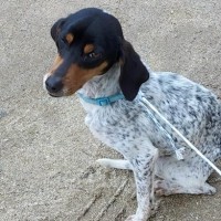 Investigado por abandonar a un perro en un contenedor en un pueblo extremeño