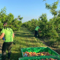 Reclaman cambios en el seguro agrícola para adaptarlo a la producción real