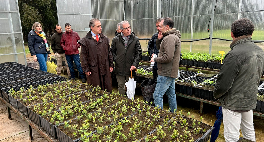 Los viveros de la región garantizan el futuro de la dehesa extremeña