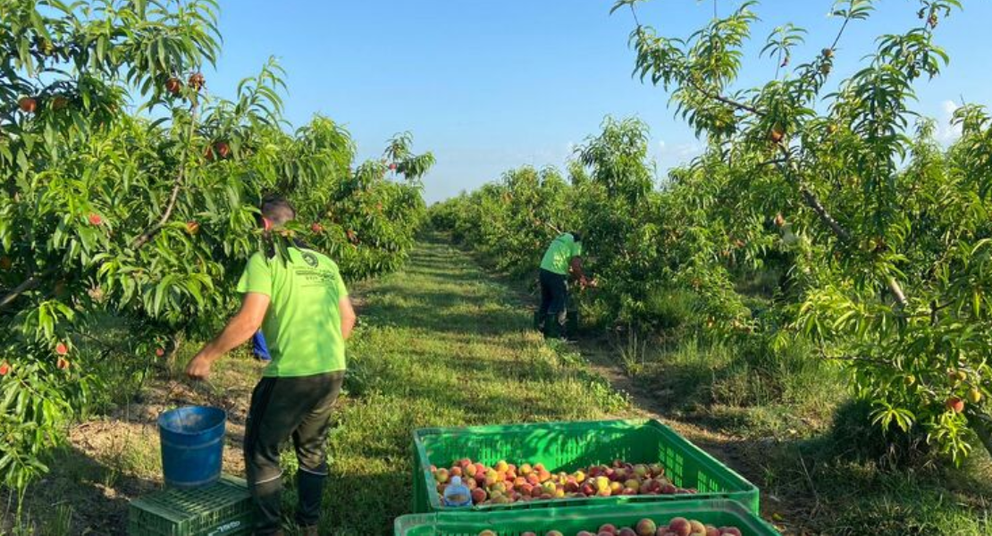 UPA-UCE reclama a Agroseguro la ampliación de un mes para modificar el seguro de frutales