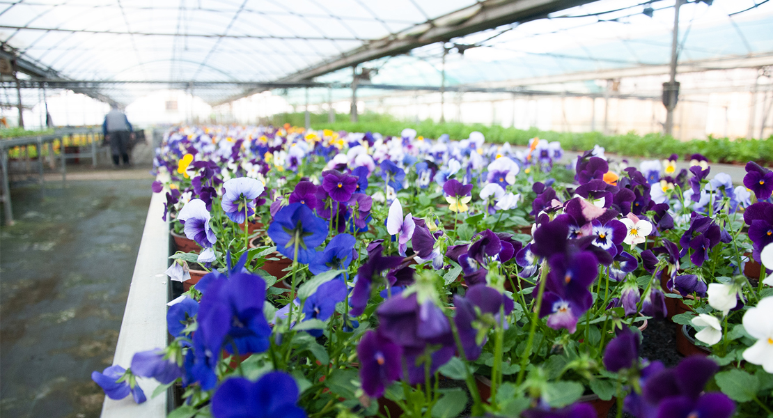 Diputación abre el plazo para que los aytos. soliciten plantas ornamentales de temporada