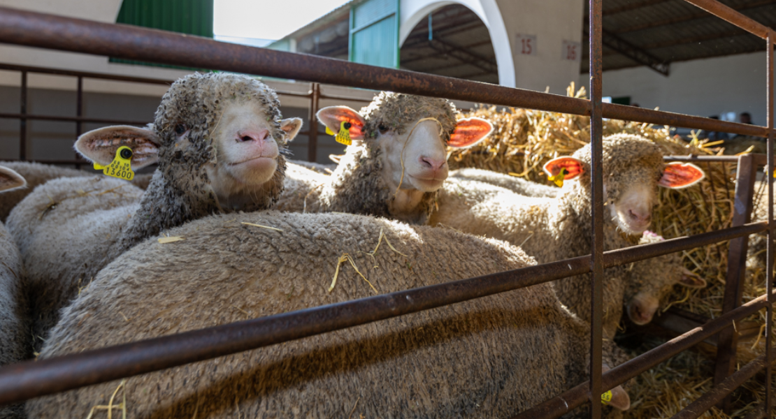 Así podrán adquirir ganado selecto los ganaderos en la provincia de Cáceres