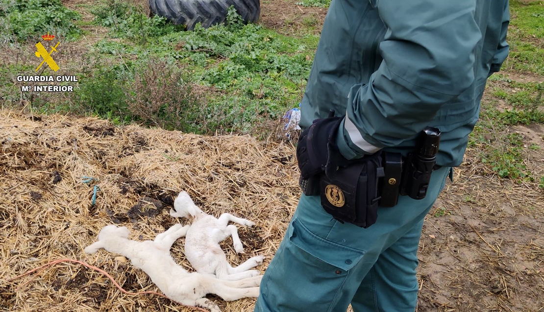 Investigado el propietario de una explotación con multitud de animales muertos