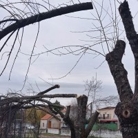 Nuevo municipio extremeño nominado por destrozos en el arbolado