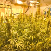 Detenida tras incautarle más de 200 plantas de marihuana en su vivienda en la provincia de Badajoz