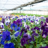 Diputación abre el plazo para que los aytos. soliciten plantas ornamentales de temporada