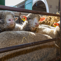 Así podrán adquirir ganado selecto los ganaderos en la provincia de Cáceres