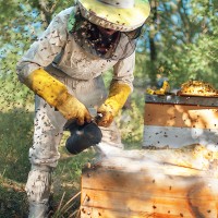 Apicultores extremeños soltarán abejas si no les dejan manifestarse