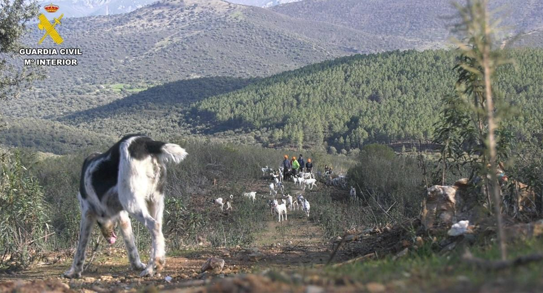 Desvelan una trama de caza ilegal en Extremadura