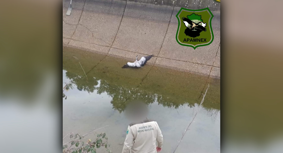 Apanmex reclama a la Junta una solución ante la problemática de la recogida de animales