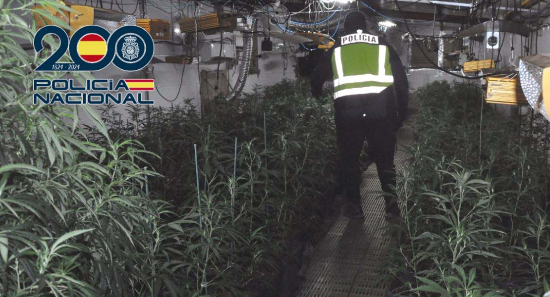Descubren un enganche ilegal a la luz para mantener 400 plantas en Mérida
