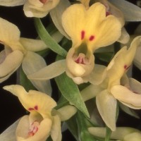 Extremadura pone en valor sus orquídeas para atraer turismo esta primavera