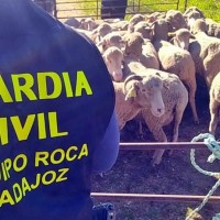 Detienen a un vecino de Cordobilla de Lácara por siete robos en la comarca