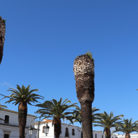 Persiste el problema del picudo rojo en Extremadura