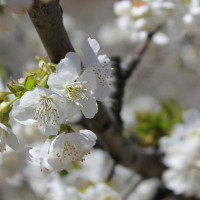 El cerezo en flor: reclamo turístico para la región extremeña