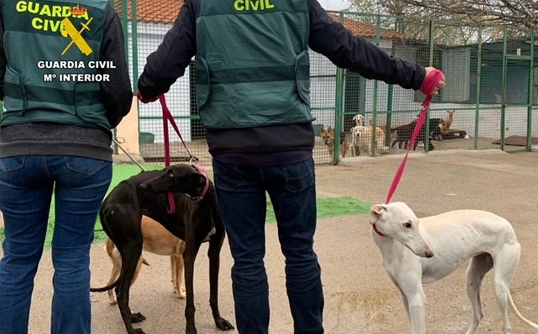 Operación en Extremadura: detenidos por la sustracción de perros de caza