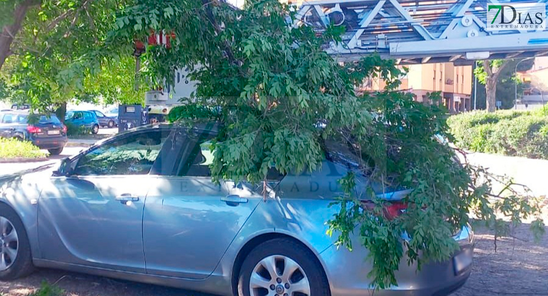 Un vehículo sufre desperfectos al caerse parte de un árbol en Badajoz