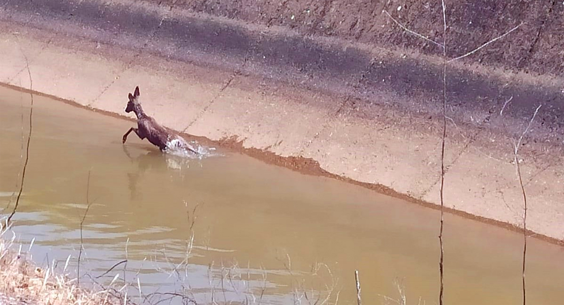 Salvan la vida a un corzo a punto de morir en un canal de la provincia de Badajoz