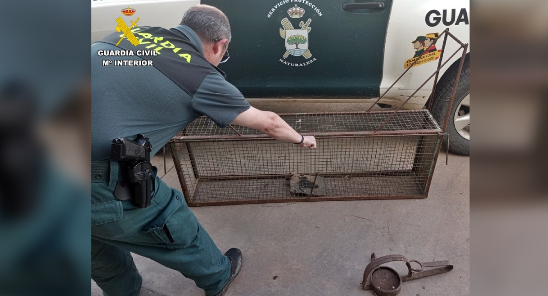 Guardia Civil interviene artes prohibidas para la captura de animales en una finca de Montemolín