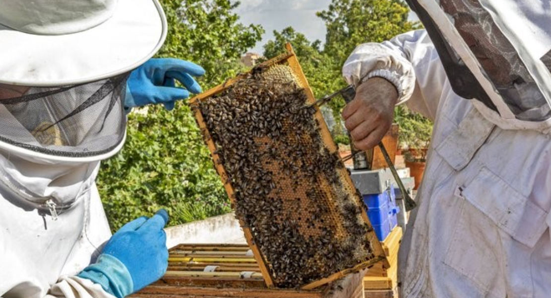 Agricultura destina más de 563.000 euros en ayudas a la apicultura
