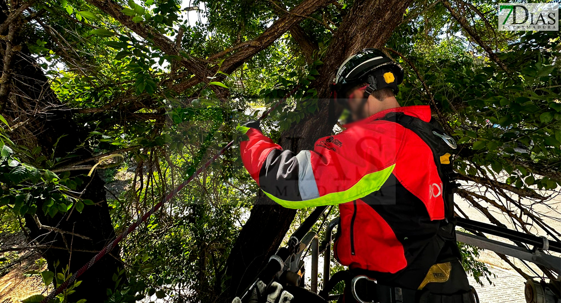 Un vehículo sufre desperfectos al caerse parte de un árbol en Badajoz