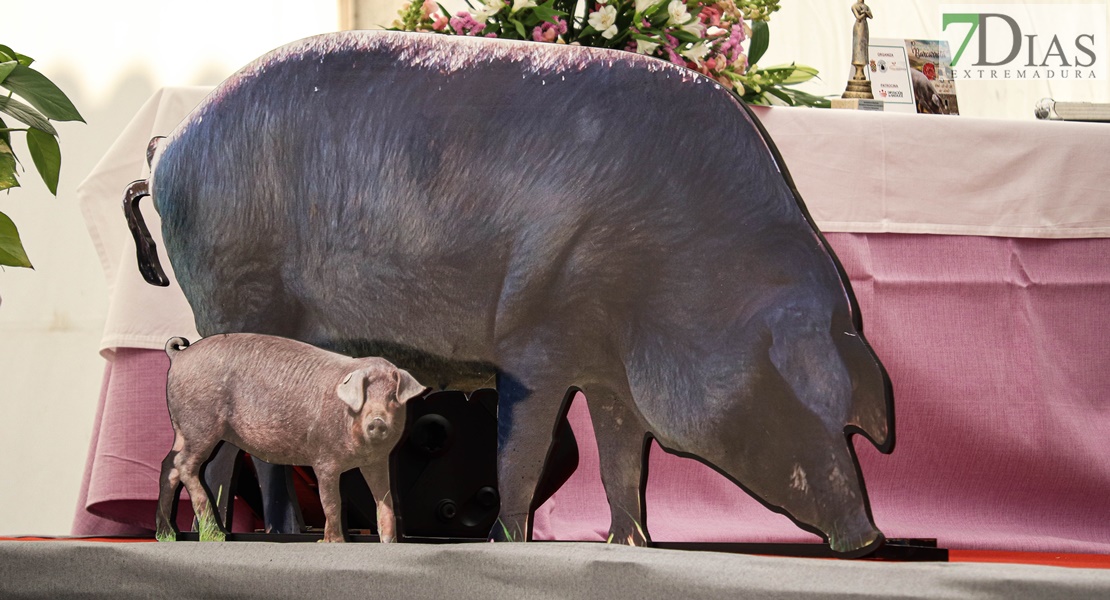 Barcarrota celebra su XIX Certamen Gastronómico del Cerdo Ibérico