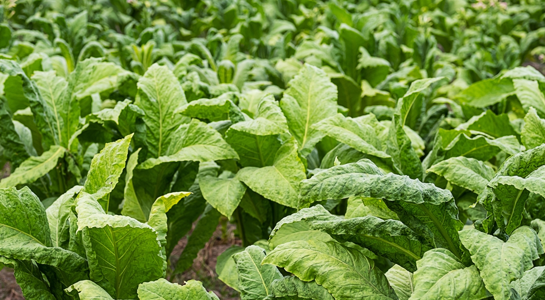 La Junta exige al ministro que autorice el uso excepcional del 1,3-dicloropropeno para el cultivo de tabaco