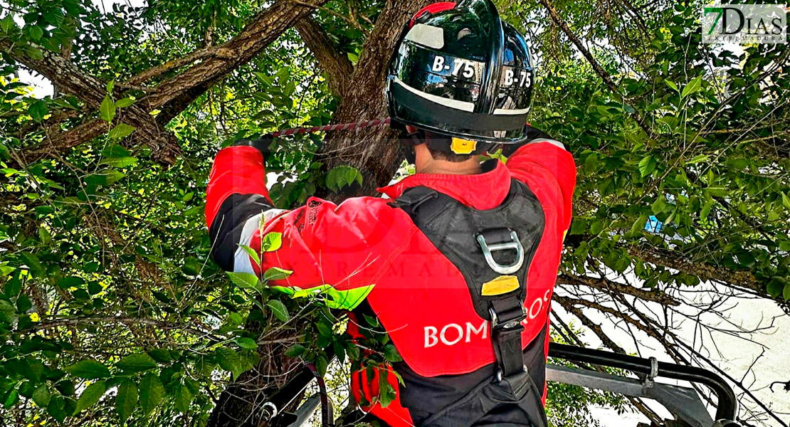 Un vehículo sufre desperfectos al caerse parte de un árbol en Badajoz